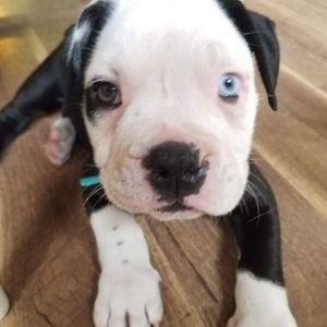 Meet your Posher, Diane